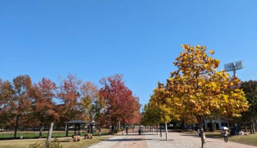 今が見頃！ヤマタスポーツパーク（鳥取県布勢総合運動公園）のプラタナスとモミジバフウの紅葉並木が圧巻です｜鳥取市