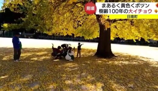 樹齢約１００年「日野上 大イチョウ」落葉の黄色いじゅうたん広がる（鳥取・日南町）