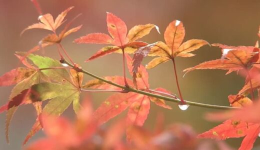 「清徳寺」の紅葉見ごろに　イチョウは来週以降か