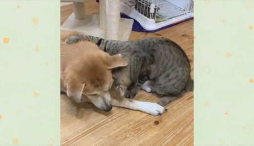 犬と猫の仲良し姿にホッコリ。元保護犬と野良猫が今では家族に！【投稿企画】