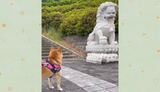 「あいつは敵か…？」石像に向かって吠え続けてしまう可愛い柴犬【投稿企画】