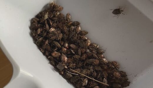 「カメムシ」大量発生の町、衝撃　家を掃除すると…数百匹捕獲　「めっちゃ臭い」「空襲みたい」住民悲鳴