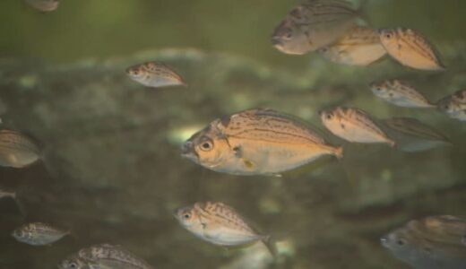 中海で魚が大量死　原因は「汽水湖」と「突然の強風」か