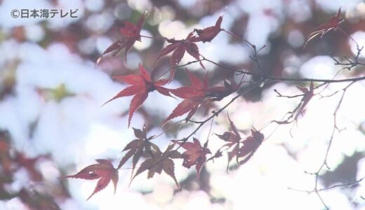 「自然ってやっぱりすごいな」　境内をモミジやイチョウが赤や黄色に染める　見頃は来週　鳥取県八頭町