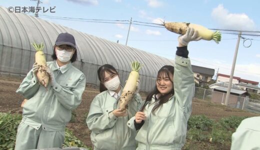 自分たちの「味」を届ける　高校生が自ら育てた野菜を収穫　「湖陵フェスタ」にて販売　「みんなが美味しく食べてくれたらいいなと思います」　鳥取県鳥取市・鳥取湖陵高校