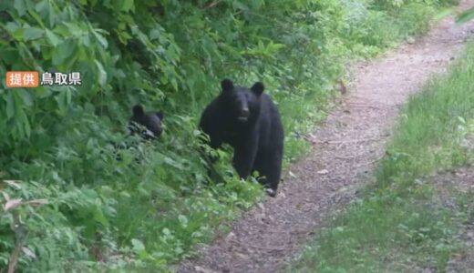 クマの「冬眠入り」暖冬で遅くなる可能性…専門家指摘　雪山でも年末年始でも「うろつき個体」に注意