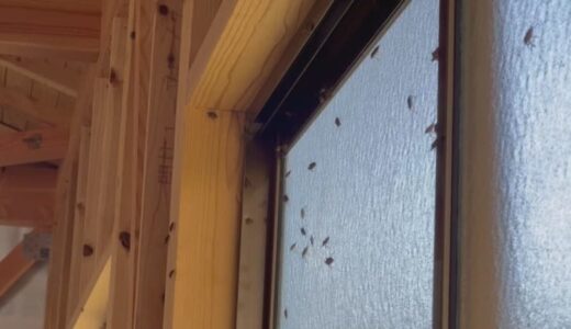なぜ11月にカメムシが大量発生？専門家に聞くと…“春の厄介者”と“カメムシの生態”が原因