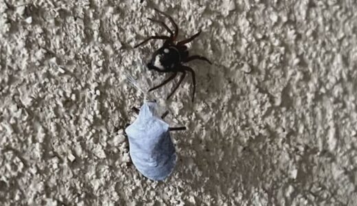 「水色のカメムシ見つけました」…正体を調べると意外な結末　クモの糸でぐるぐる巻きにされて食べられる間際の「カメムシ」か