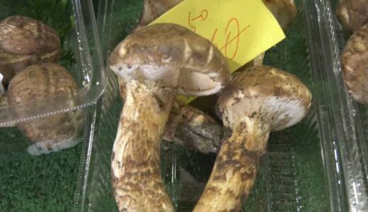 国産「マツタケ」“消滅の危機”　生産量は60年前の100分の1 に…「子どもや孫にも教えない」マツタケ採り名人に同行すると…