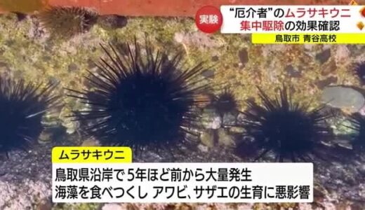 高校生が実証実験　大量発生で厄介者の「ムラサキウニ」集中駆除の効果は…（鳥取市）