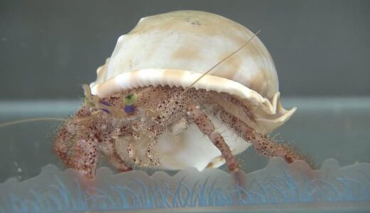 「ずっと見ていられる」「かわいい」ヤドカリが水中で浮いて必死にもがく動画が話題に