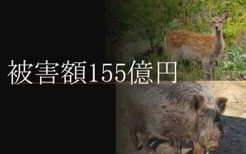 カボチャを投げつけるサル、石垣を破壊するイノシシ…クマだけじゃない「野生動物」による