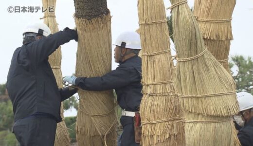 「いよいよ冬が来た」　恒例の冬支度　今年もソテツにコモ巻く　鳥取県米子市