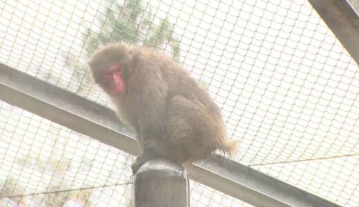 その時、足元をすり抜け…サルが逃亡　１０人がかりで捜索も見失ったその時「管理事務所の扉は開いていた」