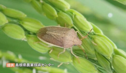「カメムシ」大量発生で農業被害深刻「災害級」　米の収穫量8割減の農家も…悲鳴　町長が異例の支援要請