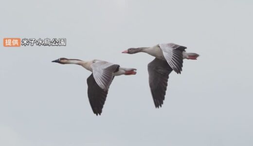 群れからはぐれたもの同士？　珍鳥コンビが飛来