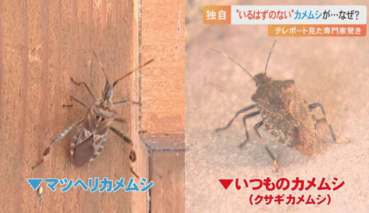 「いるはずのないカメムシ」がテレビに映っていた…研究者驚き　青リンゴの匂いがする？外来種「マツヘリカメムシ」とは