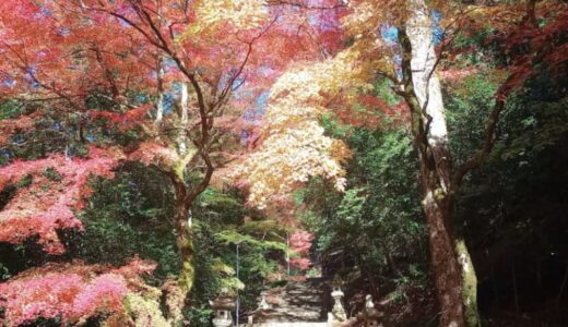【鳥取・島根】2023紅葉情報！落ち葉の絨毯もステキ！まだ見られる紅葉景色