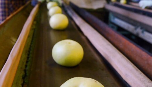 花粉が足りない！ 中国産輸入停止で梨生産に黄信号　海外依存脱却を模索する産地
