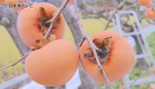 「非常においしくて甘い柿」　糖度が20度以上にもなる“花御所柿”　収穫進む　鳥取県八頭町