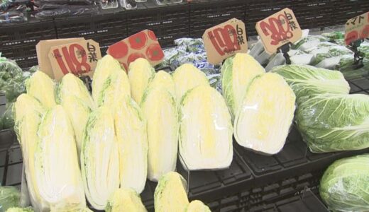 例年より高値傾向だったハクサイなどの価格落ち着く…高い時期と比べて半額近くに