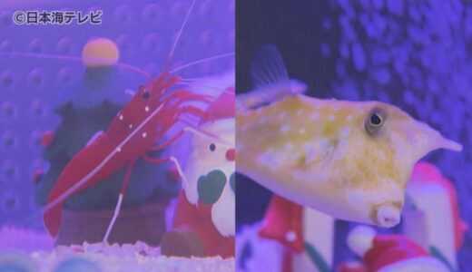 「サンタエビ」に「トナカイフグ」　クリスマスにちなんだ生き物を特別展示　鳥取県鳥取市