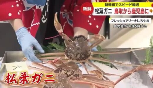 日本海の冬の味覚をいち早く！　鳥取で朝取れた松葉ガニが新幹線で夕方には鹿児島に　