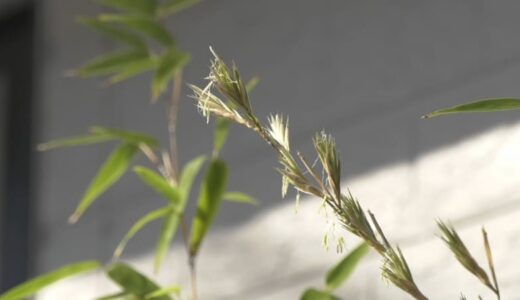開花は「120年に一回」とも…　貴重な「黒竹の花」、家で咲いた