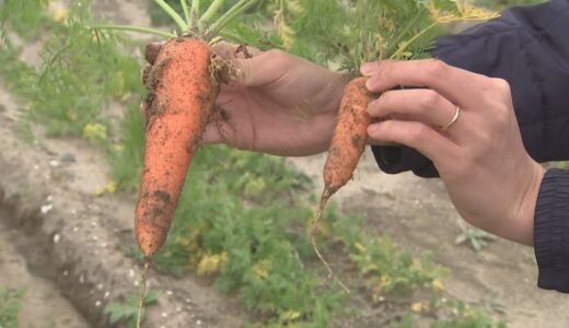 「もうダメだ、商品にならない」農家悲痛…出荷直前のニンジン畑に「除草剤成分含む液体」まかれ出荷不能に　逮捕されたのは隣の畑の農家、一部否認