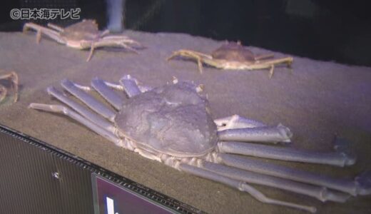 “ベニ”ズワイガニなのに…青紫色！　珍しい色の原因は「カロテノイド」か？　鳥取県鳥取市