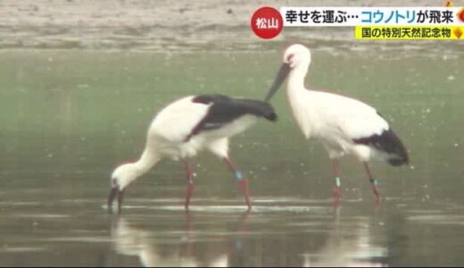 来年へ幸せ運びにきた？松山のため池にコウノトリ２羽飛来　見た人笑顔に「本当幸せ」【愛媛】