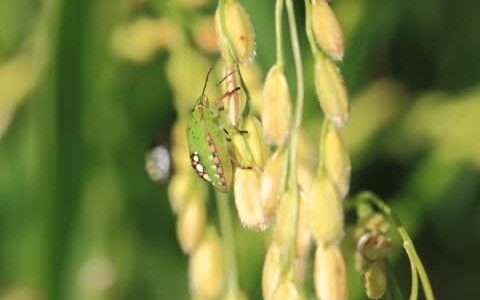 酷暑の2023年が及ぼした「最大の虫害」　カメムシ大量発生から市民と作物を守る戦い