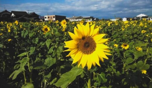 まるで夏！真冬なのにヒマワリが満開に。季節外れの開花で幻想的な「雪との共演」も｜鳥取県琴浦町