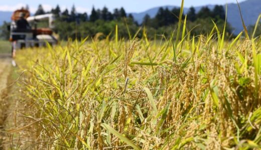連載［新潟2023年・記者は見た！］＜1＞「コメ等級低下」　異常高温で大打撃、農家の悲鳴を何度聞いたか…