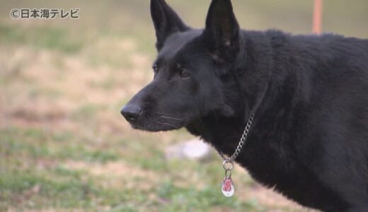 地震発生からわずか3時間後に被災地へ　災害救助犬“エルザ号”が石川県輪島市の5か所で46時間にもわたる捜索活動　「72時間以内が勝負なので…」　鳥取県米子市