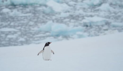 愛らしいペンギンたちを伝統工芸の和紙で表現した水本俊也写真展 因州和紙×南極「ペンギン」