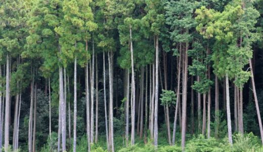 【都道府県ランキング】花粉飛散量が多いのはどこ？沖縄に花粉症はない!?