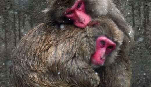 寒さ耐える「サル団子」ぎゅっと　鳥取県米子市