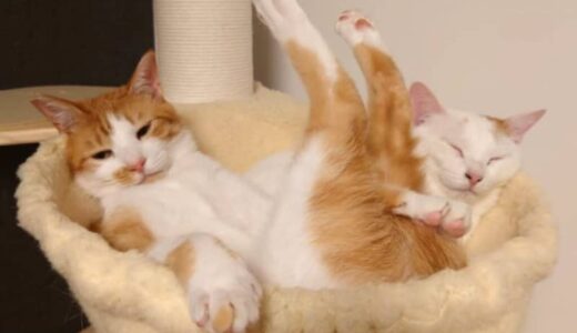 【猫の日】あなたの猫自慢しませんか？かわいい、おもしろ…猫の動画・写真を募集中！