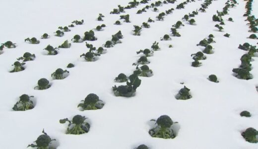 半世紀ぶり「指定野菜」追加決定の「ブロッコリー」　大雪被害で収穫量が本来の5割ほどになるおそれ…農家懸念　鳥取県・大山町