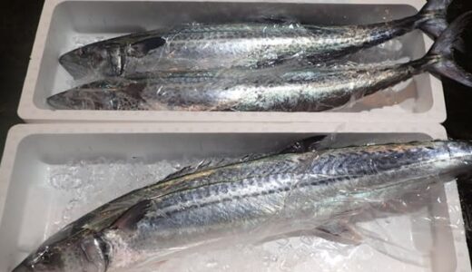サワラが準絶滅危惧種に　沿岸各国の乱獲や水質悪化が一因か　有力産地の島根と鳥取「死活問題」、漁獲規制導入懸念