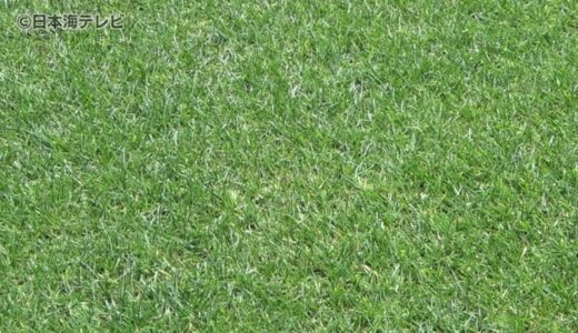 サンフレッチェ広島の本拠地に新スタジアム！　鳥取の砂丘地を生かして育った良質な芝を使用　その特徴とは…
