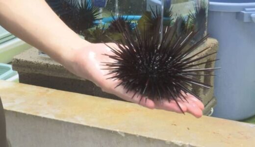 大量発生、厄介者ムラサキウニ「藻を奪い合うからスカスカだけど、きちんと育てればおいしいウニになる」　駆除→キャベツで養殖→給食に