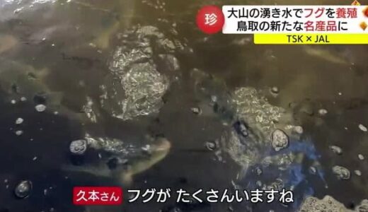 大山の恵みで育つ陸上養殖の高級魚・トラフグ　鳥取の新たな名産品に（鳥取・米子市）