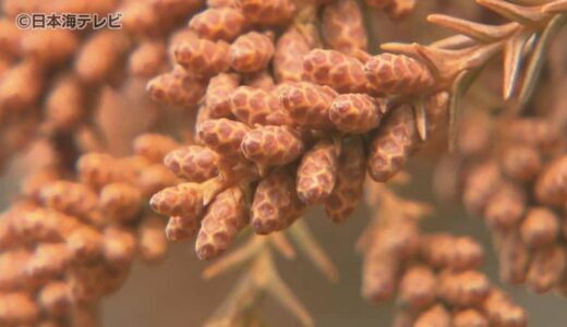 そろそろ気になる『花粉の飛散』　2月中旬からスギ花粉も予想される中、早めの花粉症対策がポイント！