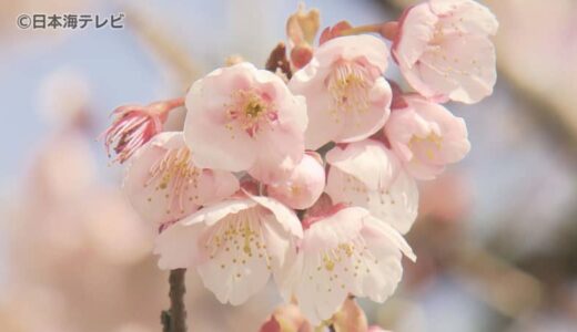 桜が見ごろ！？　”寒桜“がまもなく満開　「立派な桜で誇らしい」　鳥取県鳥取市青谷町