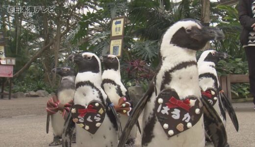 かわいい＋かわいい！　バレンタインデーにペンギンがバレンタインの装い　島根県松江市