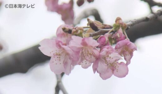 「今年は早いですね」　最近の暖かさで河津桜が開花宣言　本格的な見頃は2月の終わりから3月初旬の見込み　島根県雲南市