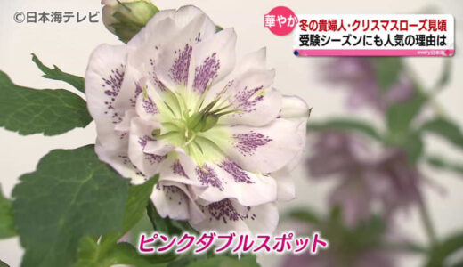 “冬の貴婦人”　クリスマスローズ　とっとり花回廊で見頃を迎える　鳥取県南部町