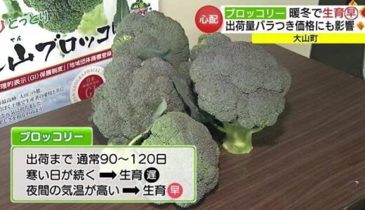 暖冬で生育加速「大山ブロッコリー」出荷量にばらつき価格にも影響（鳥取・大山町）